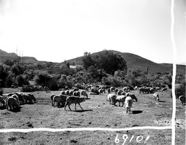 Montagu district, 1960. Sheep.