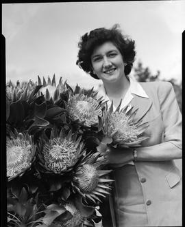George, 1949. Woman at king protea plant.