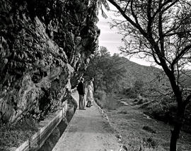 Montagu, 1947. Lovers' walk alongside irrigation ditch.