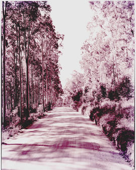 Tzaneen district, 1953. Duiwelskloof, road through plantation.