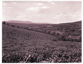 Tzaneen district, 1971.     Tea plantation near Magoebaskloof.