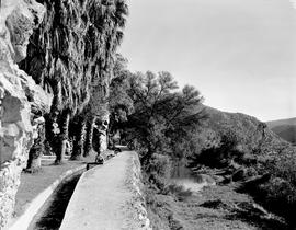 Montagu, 1947. Lover's walk alongside irrigation ditch.