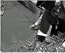 Bethlehem, 1946. Feeding fish at hatcheries.