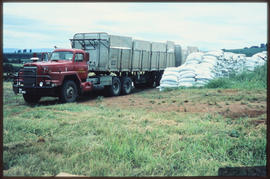 Eastern Tranvaal, February 1976. Off-loading sacks of fertiliser from SAR International Harvester...