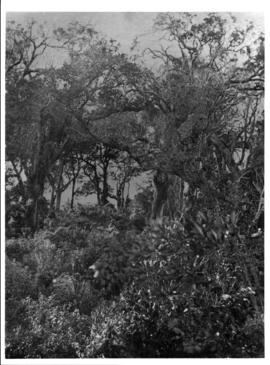Circa 1902. Construction Durban - Mtubatuba: Riverine forest at 42 miles. (Album on Zululand rail...