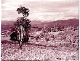 Tzaneen district, 1951. Duiwelskloof. View into valley.
