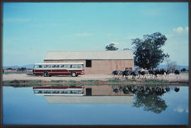 Oudtshoorn district, 1969. SAR Mercedes Benz tour bus at Highgate ostrich farm.