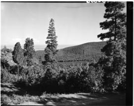 Louis Trichardt district, 1952. Hanglip forest reserve.