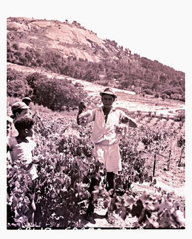 Paarl, 1952. Picking grapes.