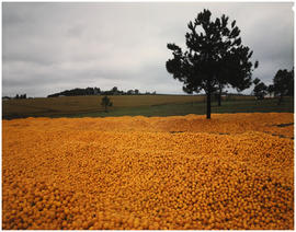 Swaziland, 1973. Oranges waiting to be sorted near Luyengo. [CJ Dannhauser]