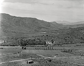 Montagu district, 1947. Vineyards.