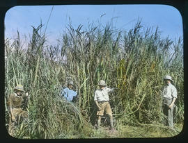 Natal. Sugar cane field.