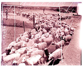 "Ladymith district, 1961. Sheep."