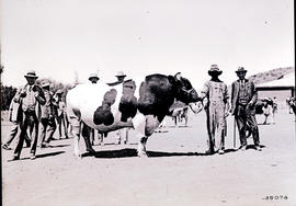 Graaff-Reinet district, 1922. Inspecting Frieslanders at Coloniesplaats.