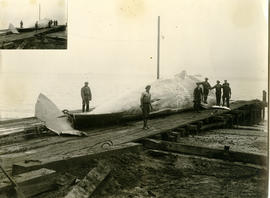 Walvis Bay, 1925. Whale on wooden ramp/