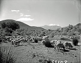 Montagu district, 1960. Sheep.