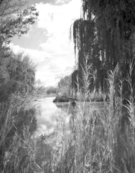 Parys, 1939. Lush vegetation on river bank.