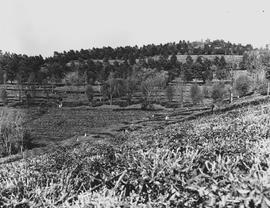Tzaneen district, 1975. Tea plantations.