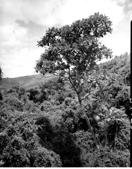 Tzaneen district, 1951. Magoebaskloof, indigenous forest.
