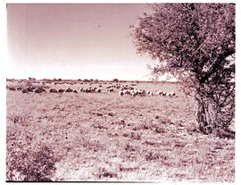 "Kimberley district, 1942. Herd of sheep."