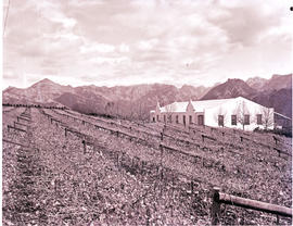 "De Doorns district, 1975. Farmstead and vineyards."