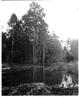 Tzaneen district, 1938. Duiwelskloof, plantation.