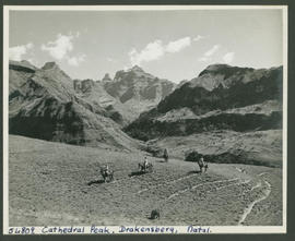 Drakensberg, 1949. Cathedral Peak.