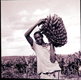 "Nelspruit district, 1962. Man holding bunch of bananas."