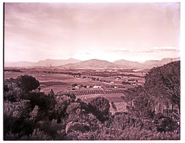 Paarl district, 1952. Vineyards and fruit orchards in Paarl valley.