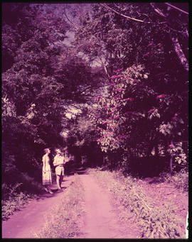 Eshowe district. Country road through forest.