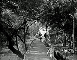 Montagu, 1947. Lover's walk alongside irrigation ditch.