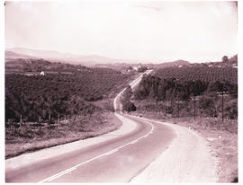 "Nelspruit district, 1963.Road through citrus groves."