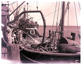 Walvis Bay, South-West Africa, 1964. Fishing boat with its catch.