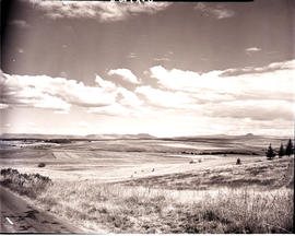 Estcourt district, 1949. Farmland.
