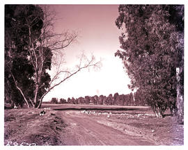 "Kimberley district, 1951. Riverton."