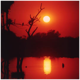 Kruger National Park, 1971. Sunset at a waterhole.