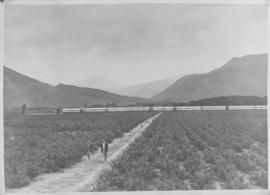 Worcester district, 22 February 1947. Royal Train in the Hex River valley with vineyard in the fo...