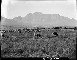 George district, 1954. Sheep grazing.