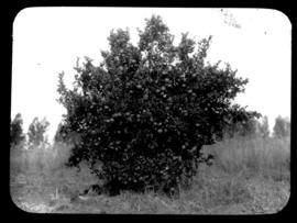 Round in Nine Tours - citrus tree.