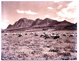 Paarl district, 1952. Sheep grazing.