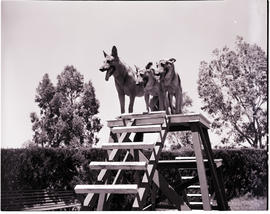 Kimberley, 1952. De Beers Mines dog training.
