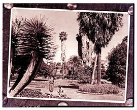 "Uitenhage, 1955. Magennis Park."