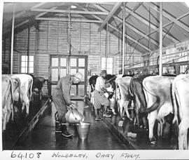 "Wolseley district, 1955. Dairy farm."