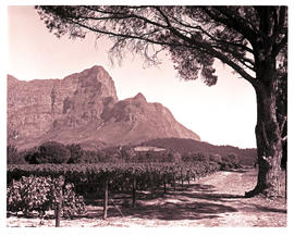 Paarl district, 1970. Vineyards.