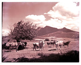 Paarl district, 1952. Cattle.
