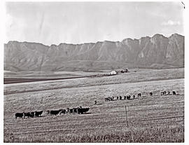 Swellendam district, 1968. Buffeljags River in the distance.
