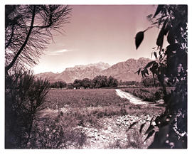 Paarl district, 1950. Vineyards at Groot Drakenstein.