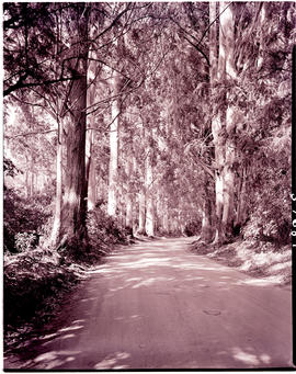 Tzaneen district, 1951. Road in plantation.