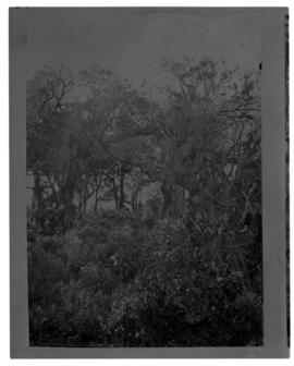 Circa 1902. Construction Durban - Mtubatuba: Riverine forest. (Album on Zululand railway construc...