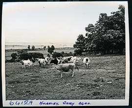 "Wolseley district, 1955. Dairy farm."